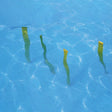 Underwater Slaloms (Set of 4) - Dawson Sports